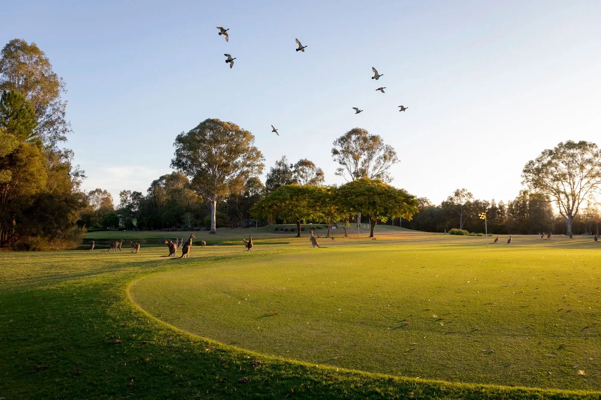 Kangaroos grazing near a tee at golden hour