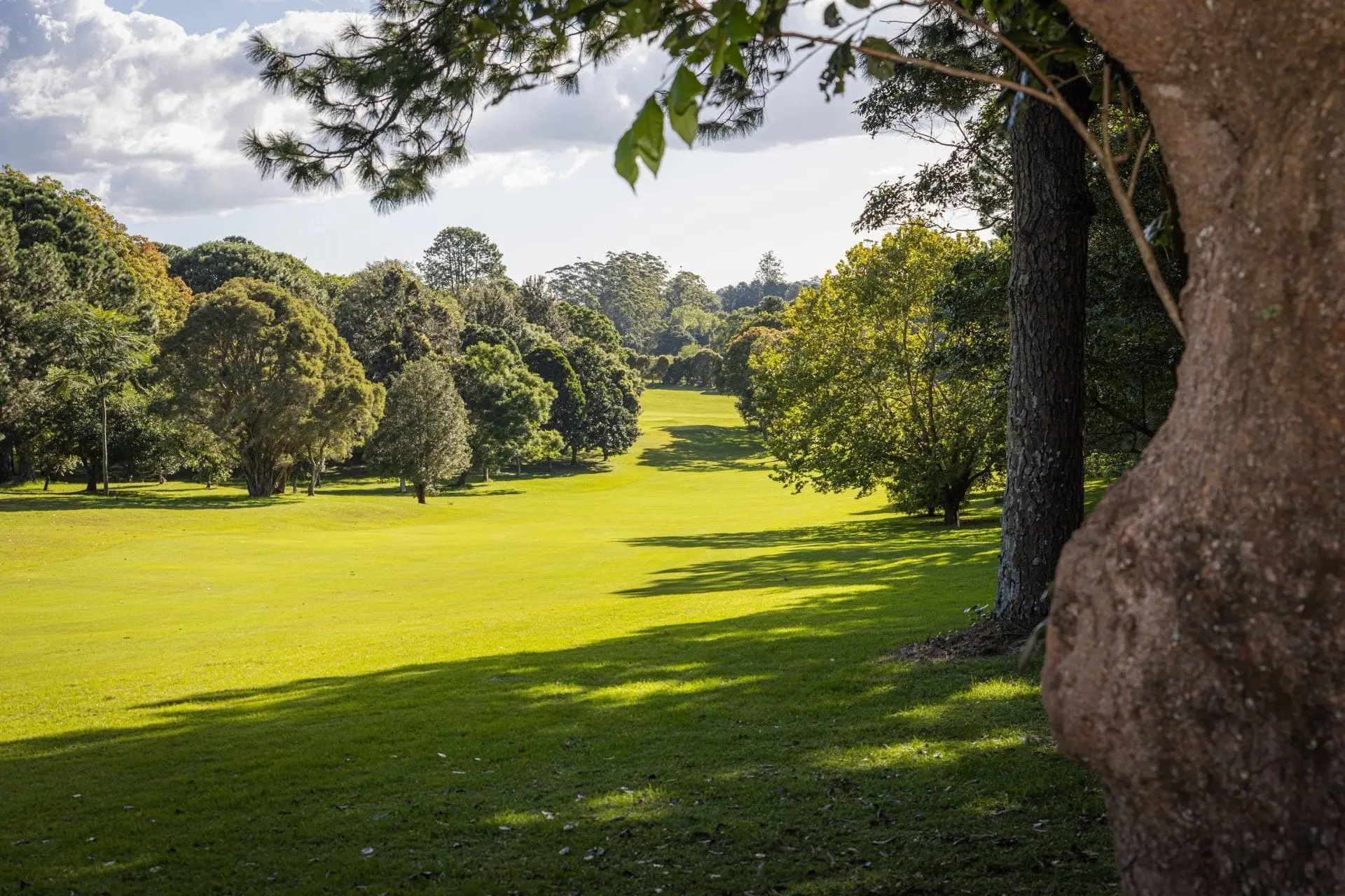 Fairway viewed beside a large tree trunk