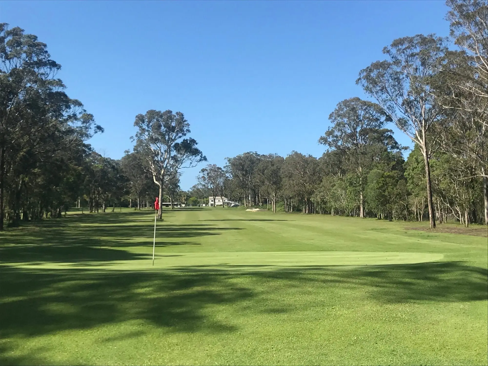 Fairway lined with tall gums leading to a flagged green