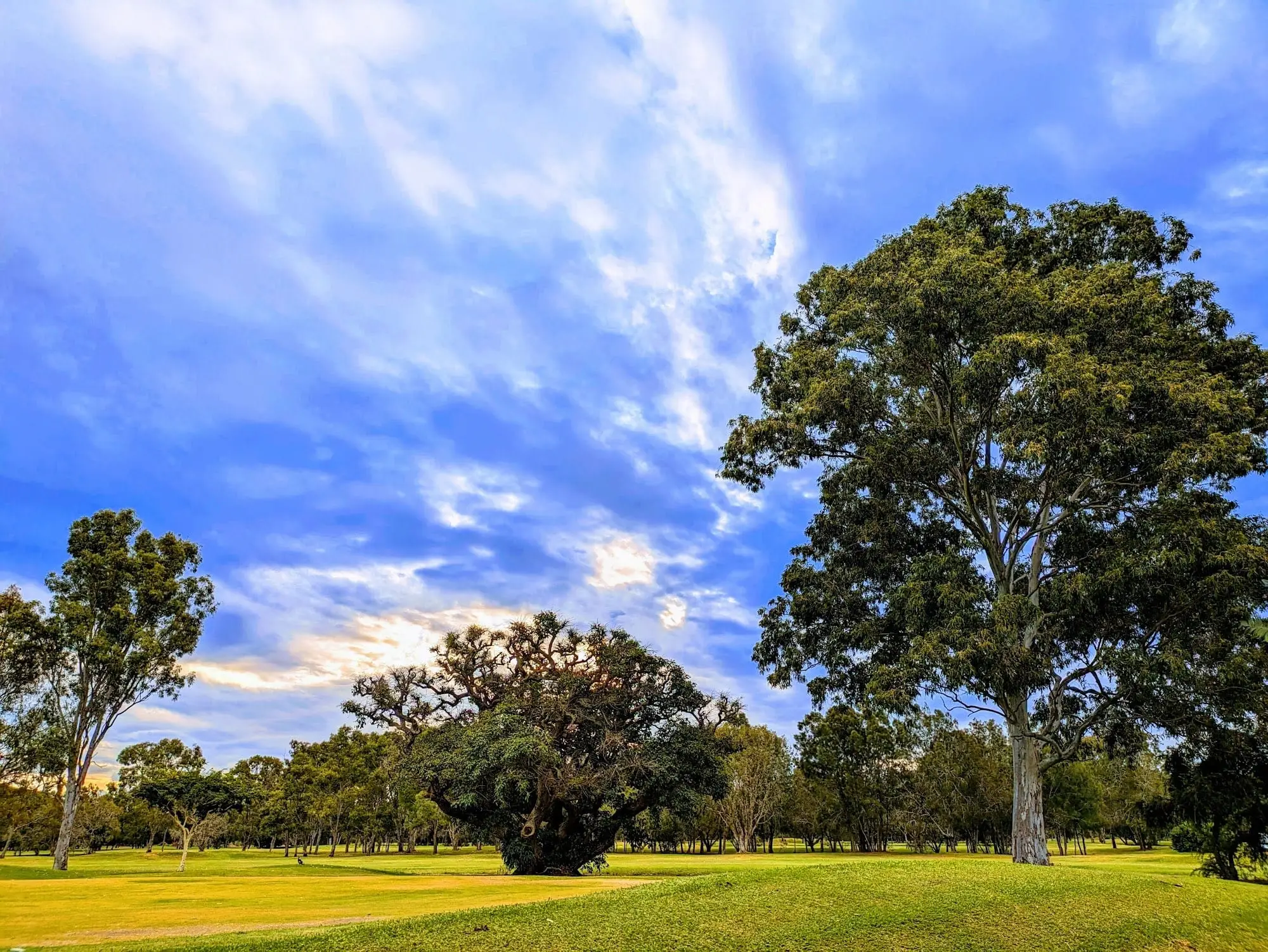 Large gum trees and fairway beneath a dramatic blue sky