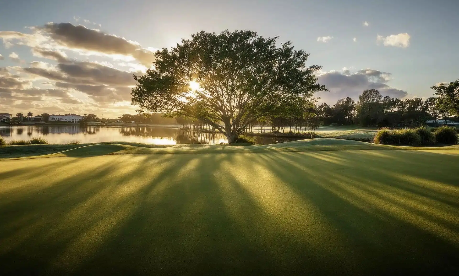Large tree backlit by sun over a lakeside fairway