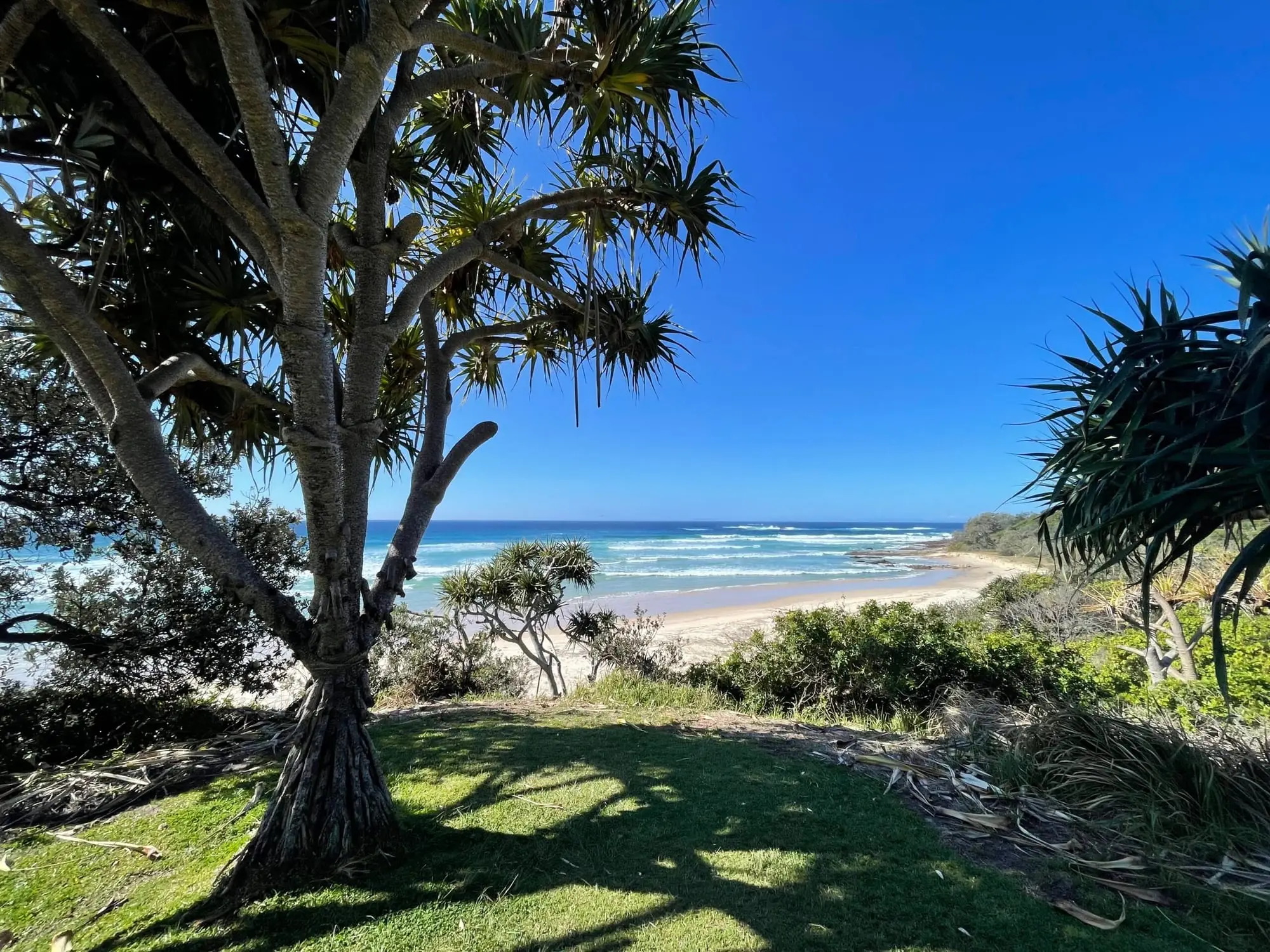 Beach and surf seen through coastal trees