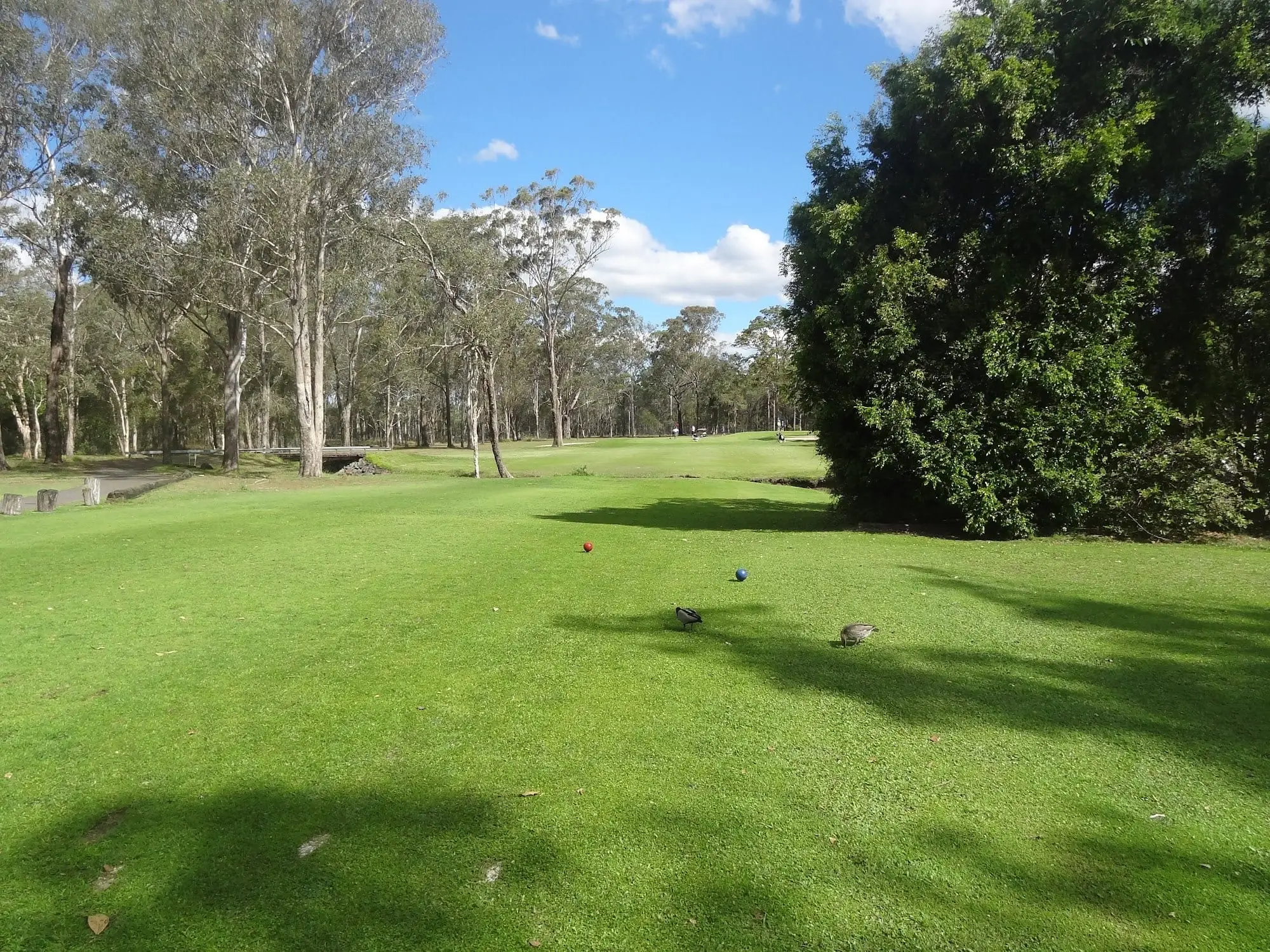 Fairway tee area with gums and a large shrub