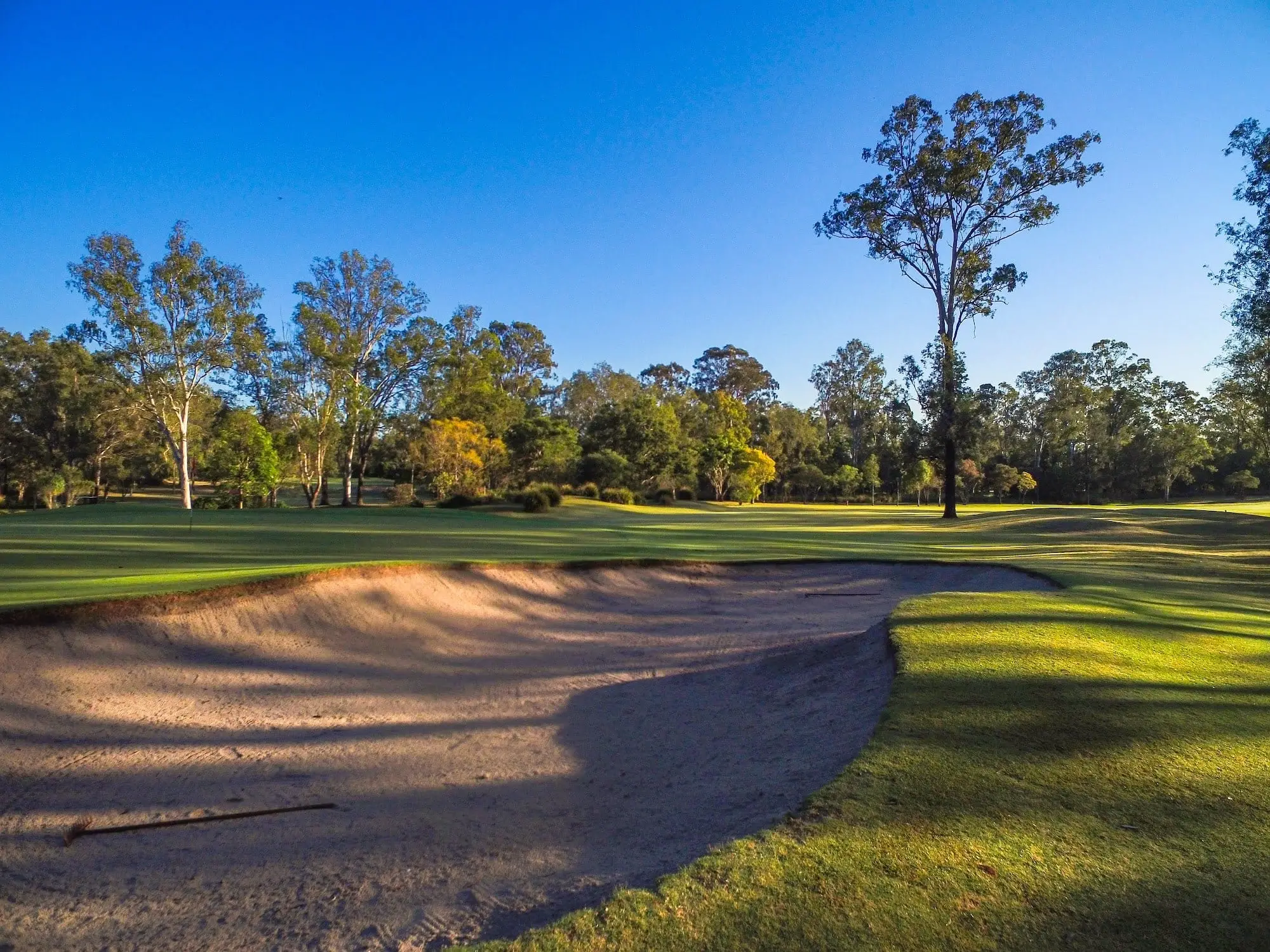 Large sand bunker and fairway with eucalypts in afternoon sun