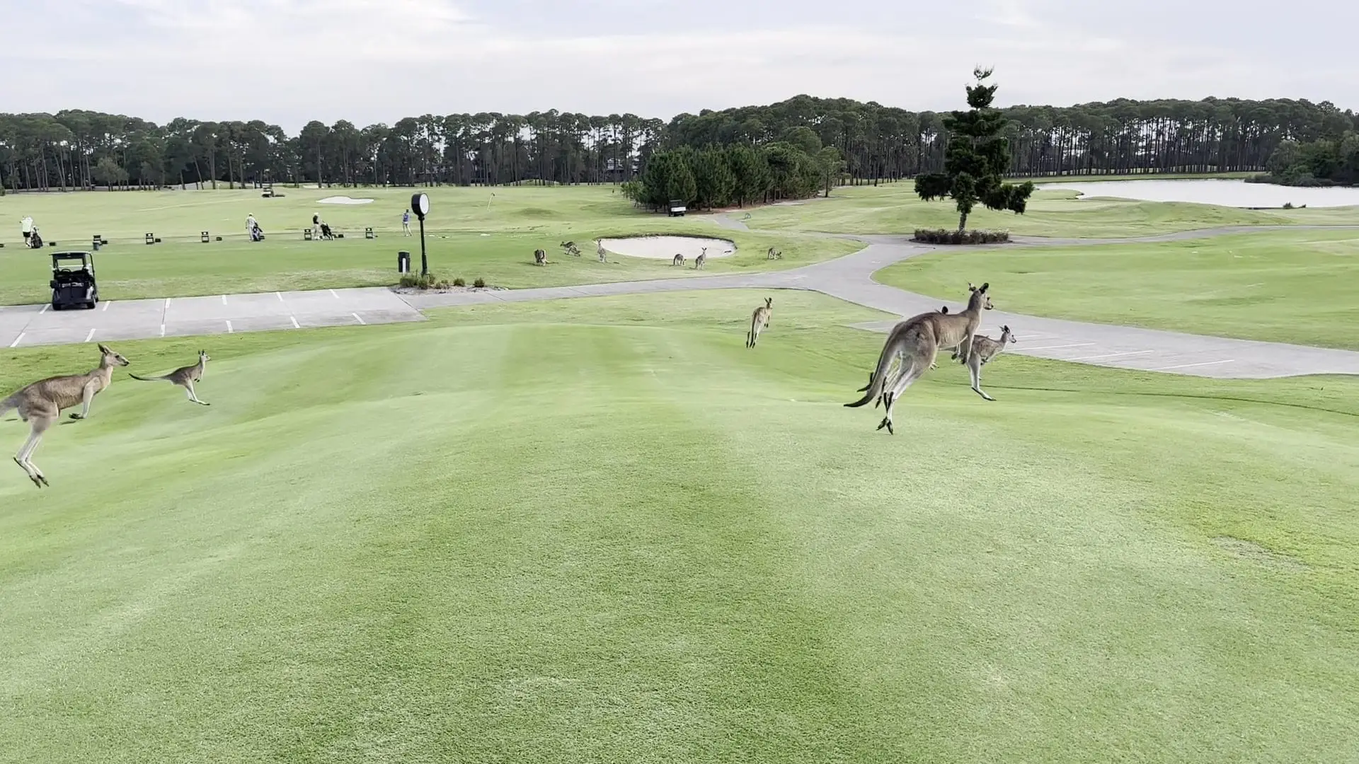 Wide fairway with kangaroos and bunkers in the distance