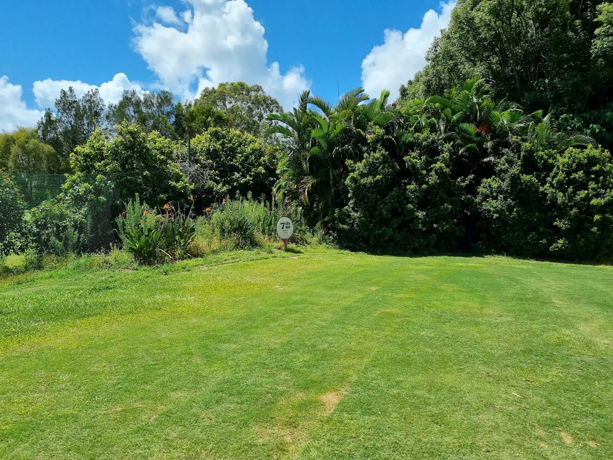 Grassy tee box surrounded by dense green trees