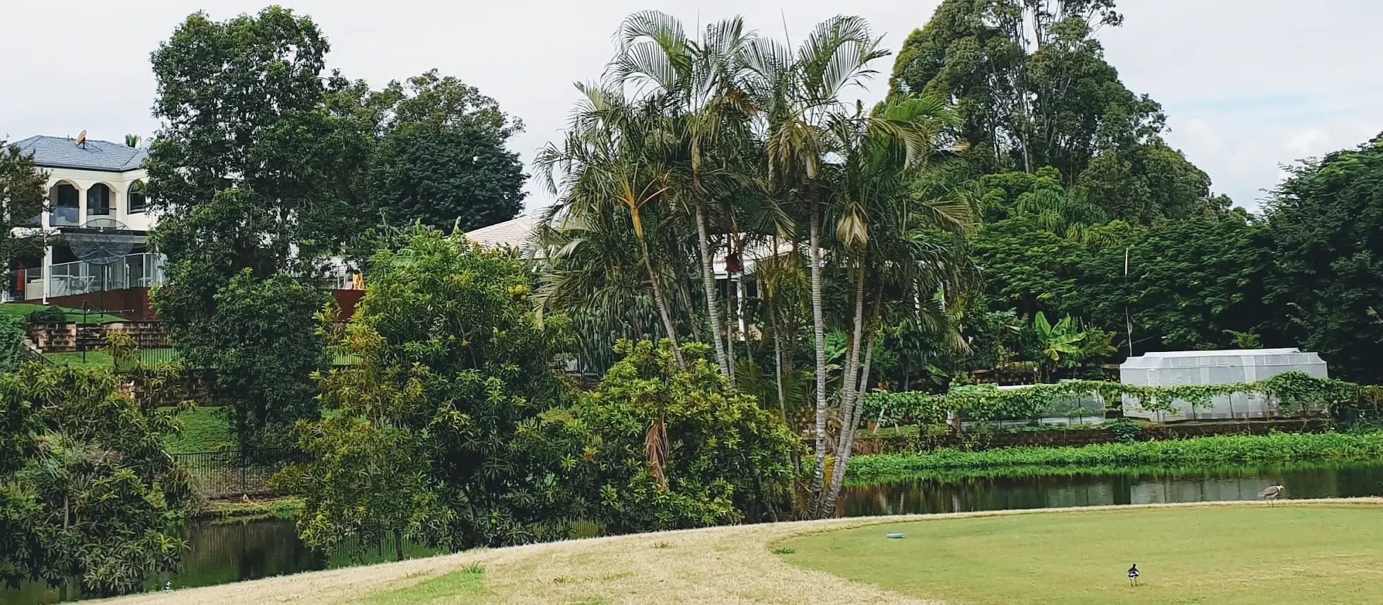 Tee overlooking pond and palms