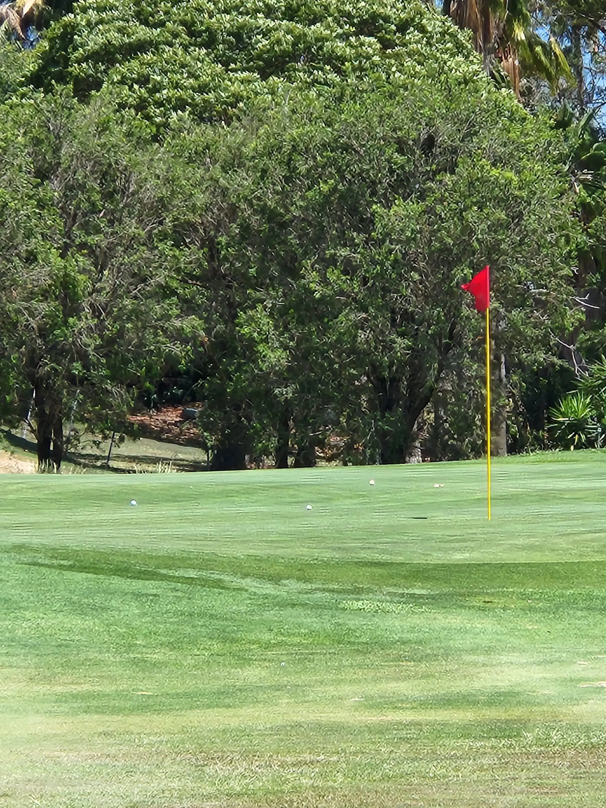 Flag on a green with trees behind