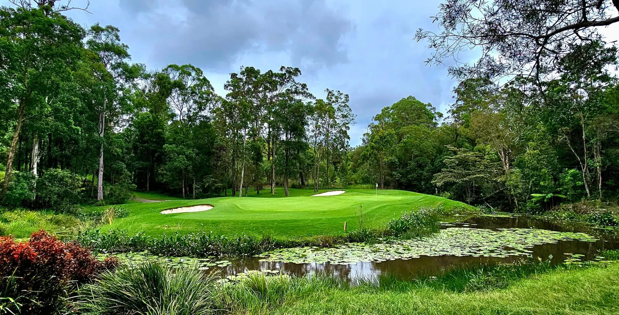 Green beside a lily pond with bunkers and tall gums