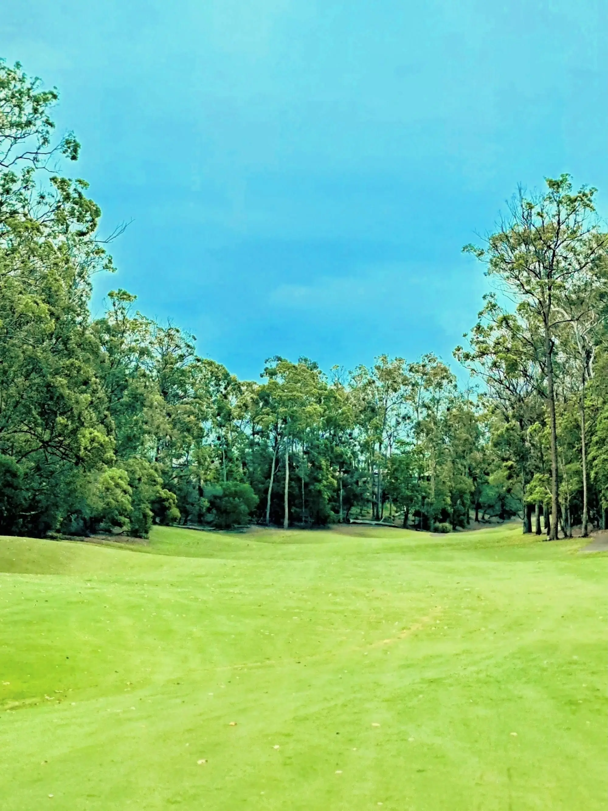 Fairway between tall trees under a bright blue sky