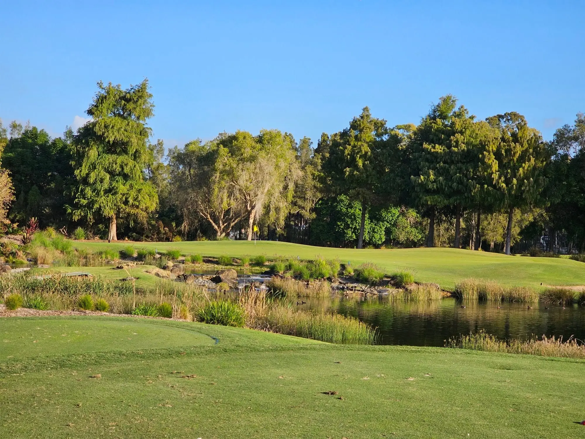 Green and tee beside a lake edged with reeds
