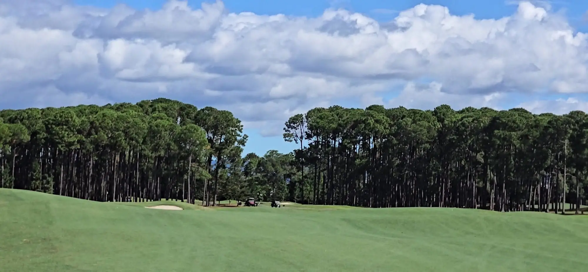 Fairway with bunker and wall of pine trees