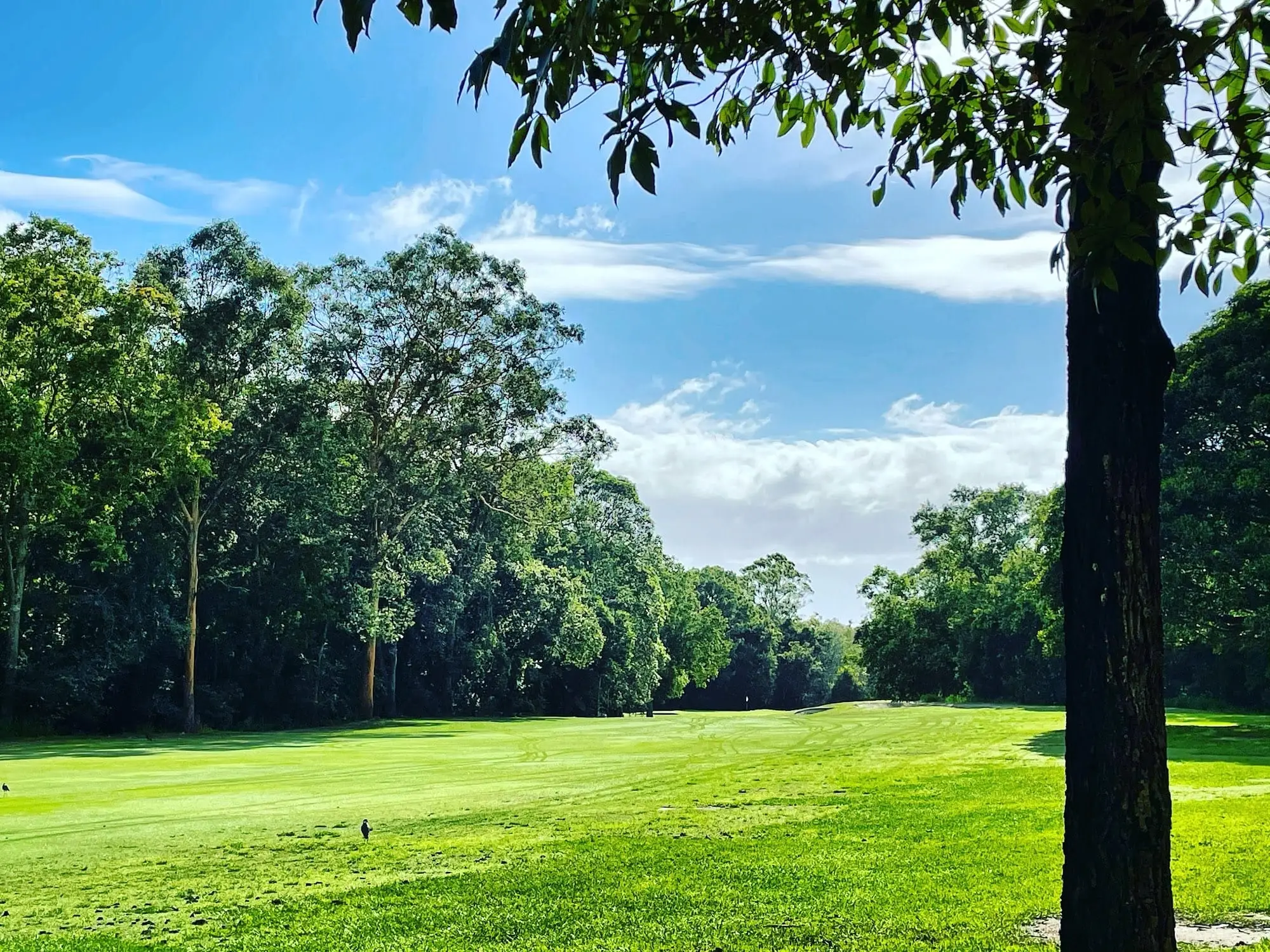 Fairway under tall trees and blue sky