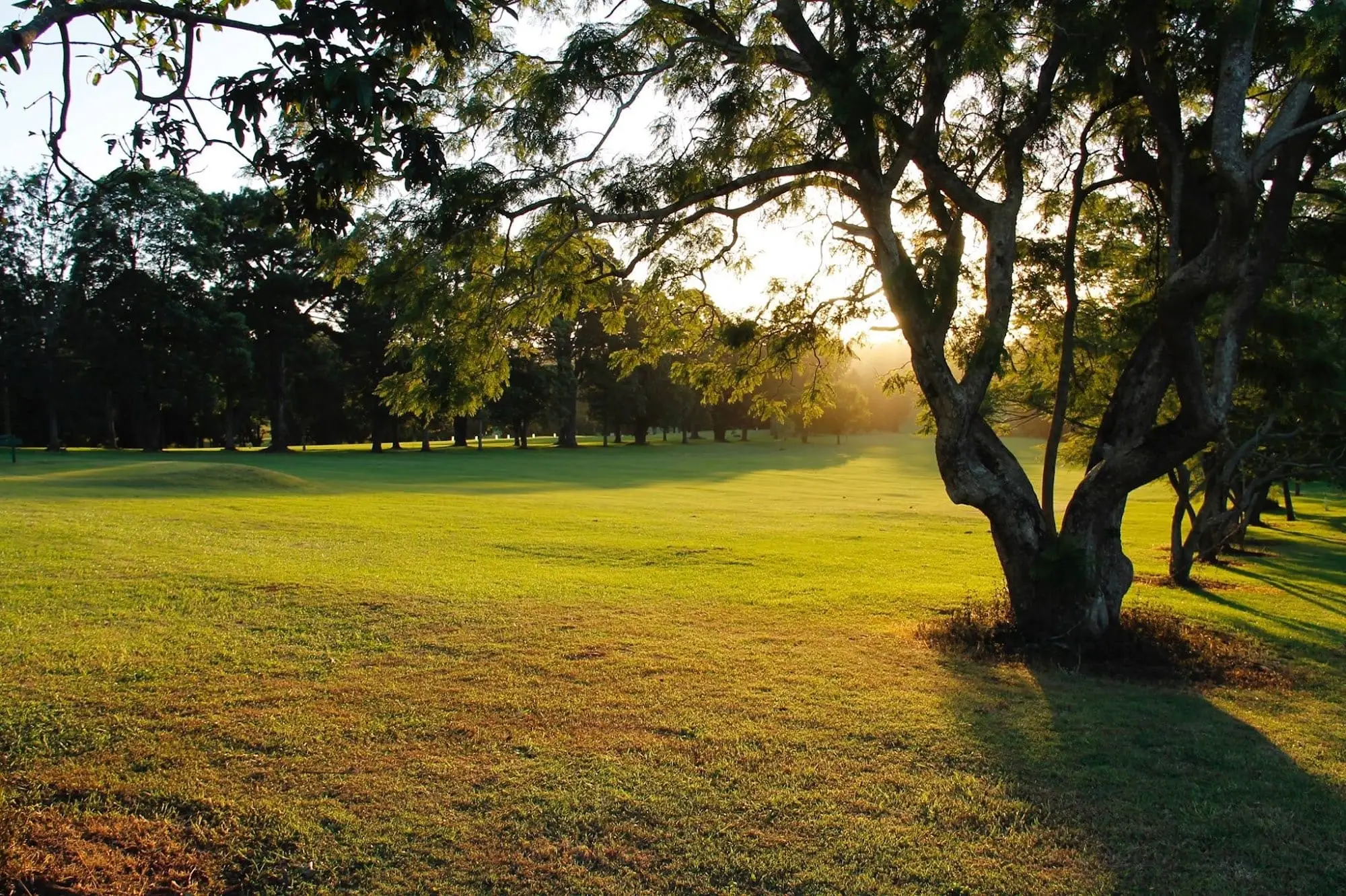 Fairway in golden evening light under a large tree