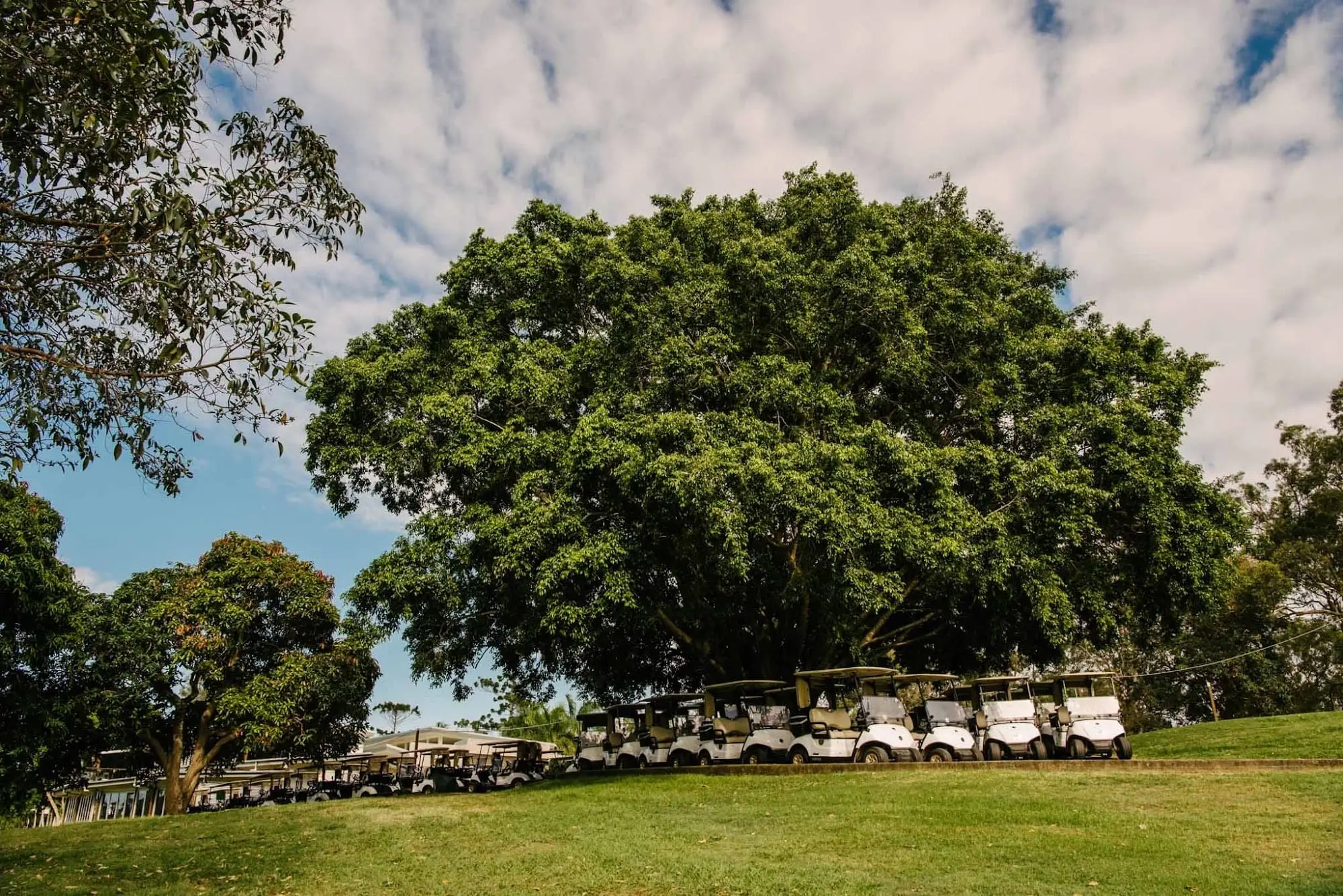 Large fig tree with golf carts at the edge of the course