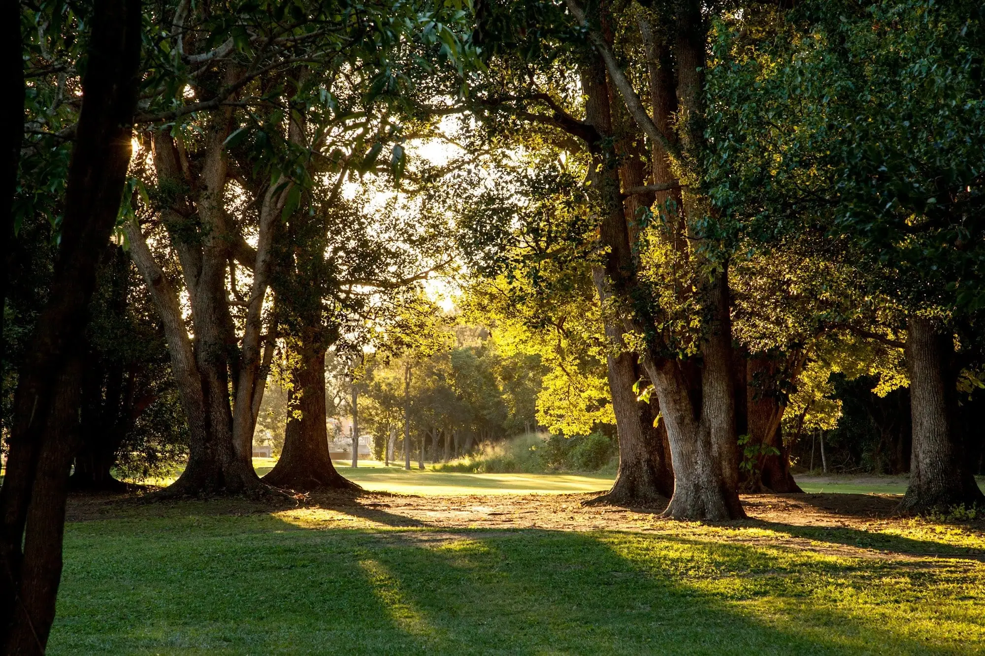 Sunlight through large trees over a grassy fairway