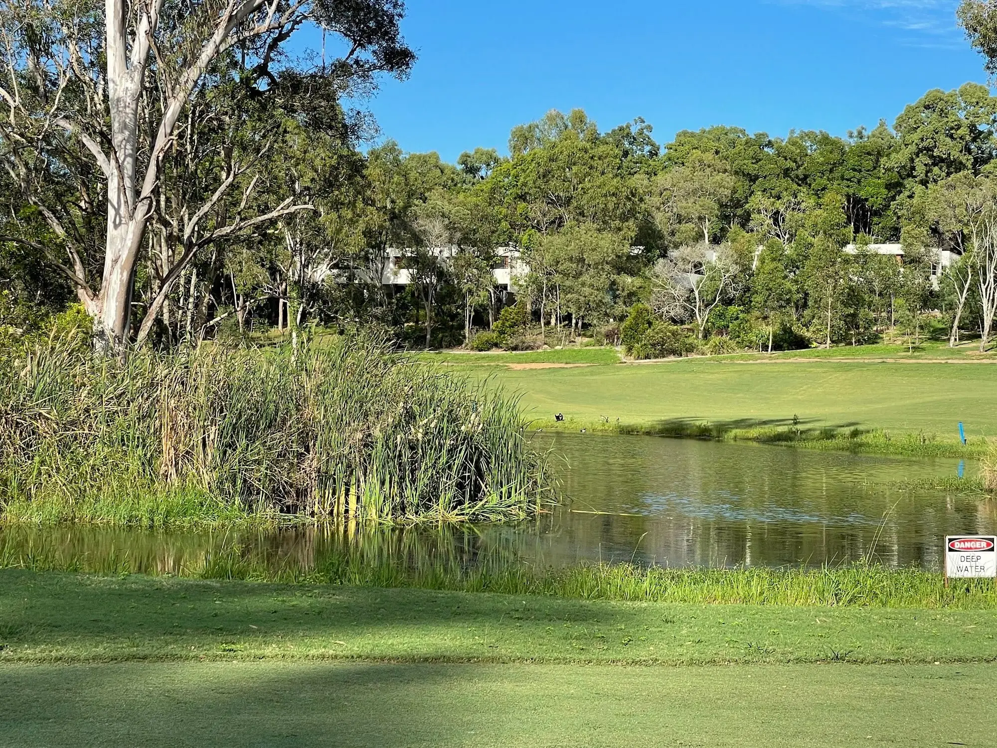 Pond with reeds beside a green and tree-lined fairway