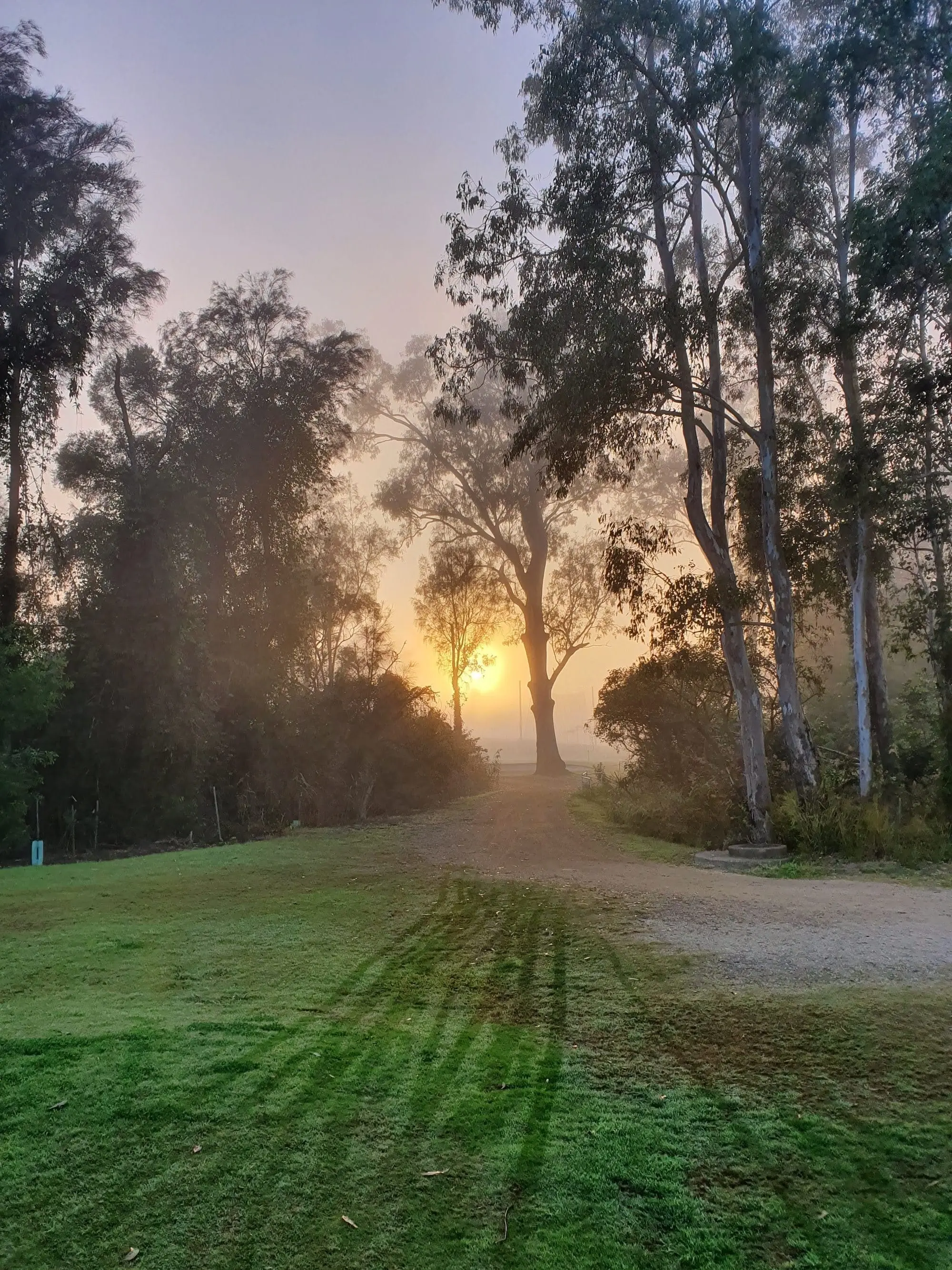 Sun rising through mist along a path between gum trees