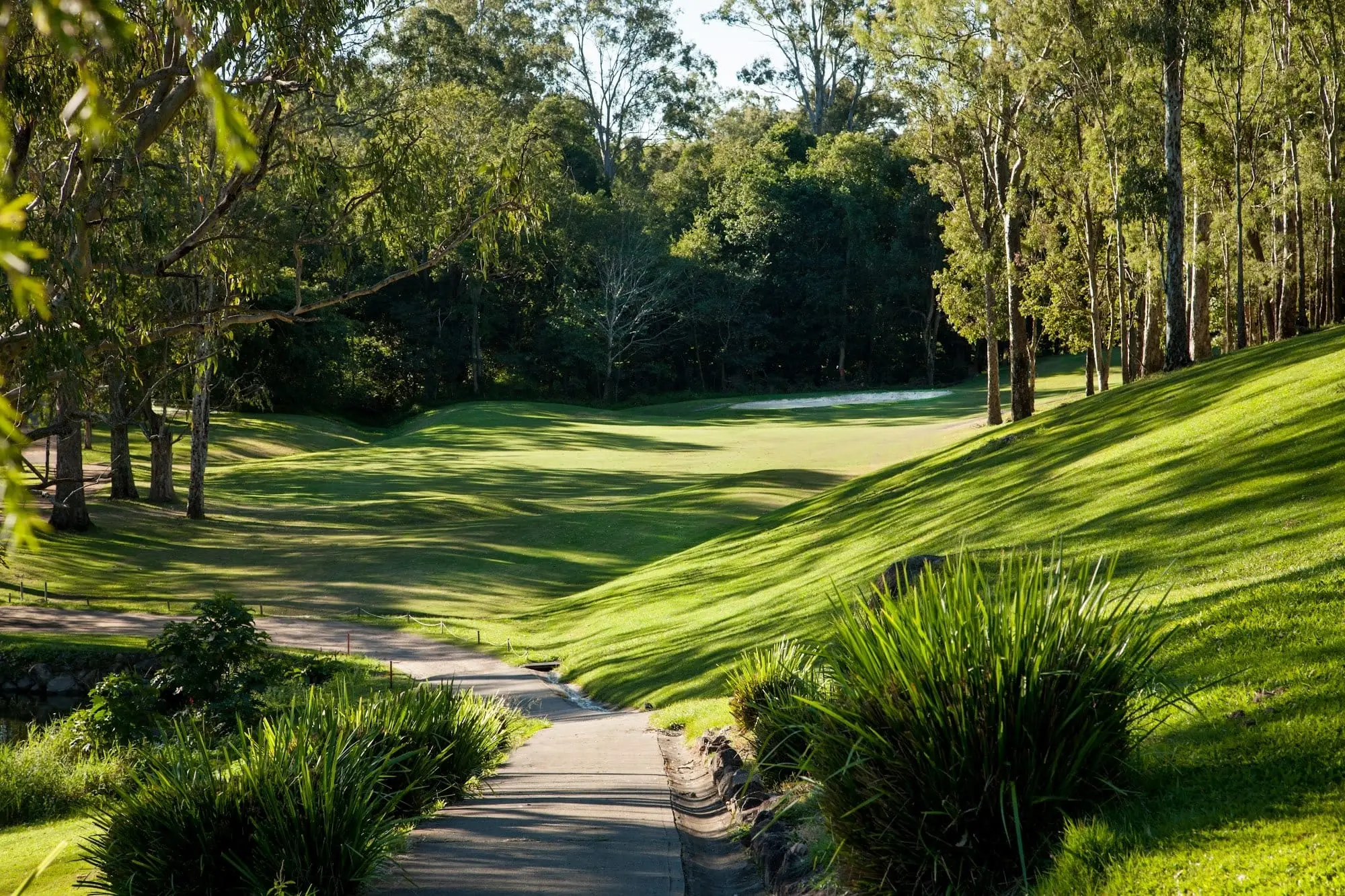 Grassy hollow and path winding through bush on the course