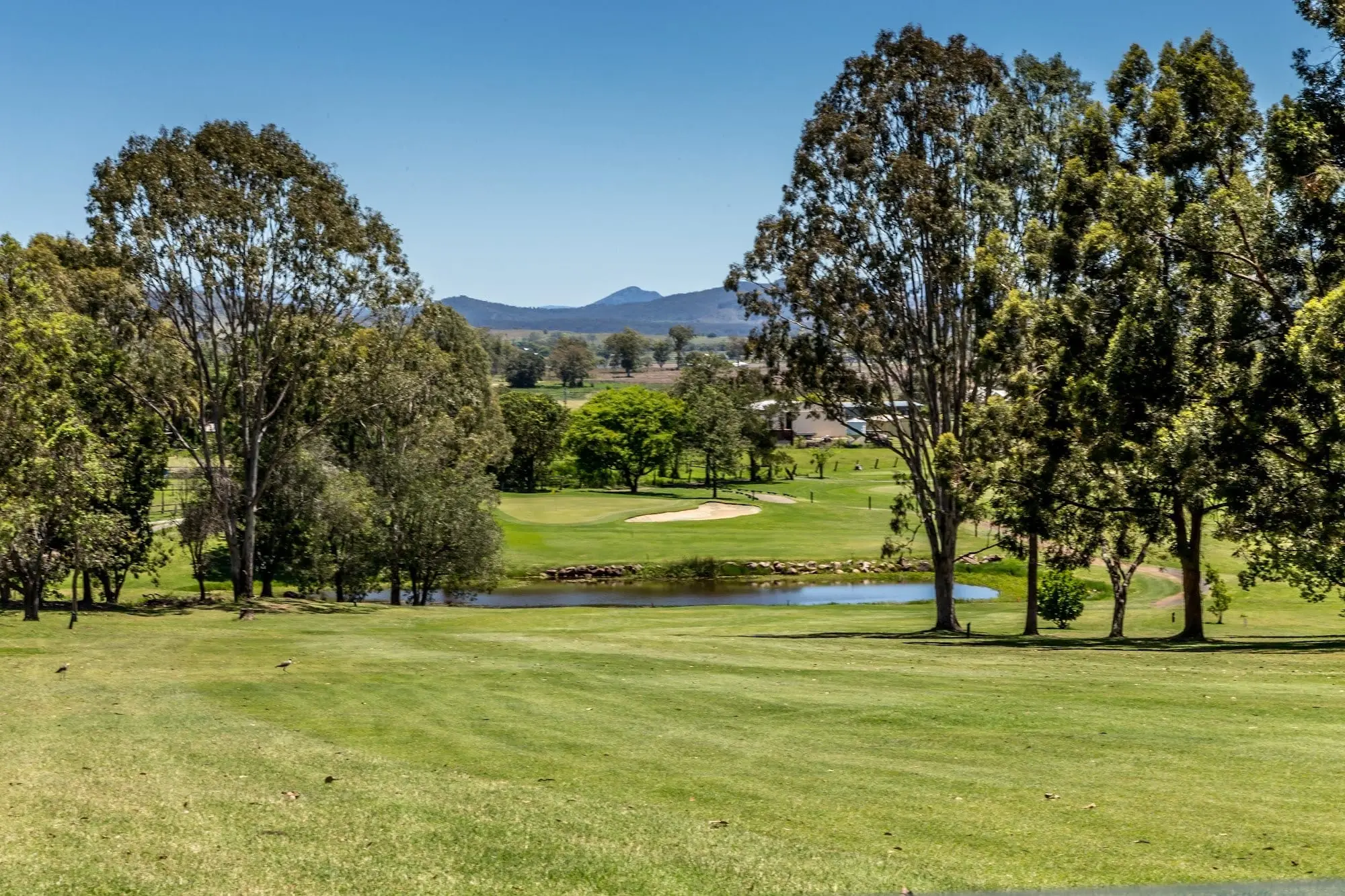 Fairway and green beyond a pond, framed by tall gum trees