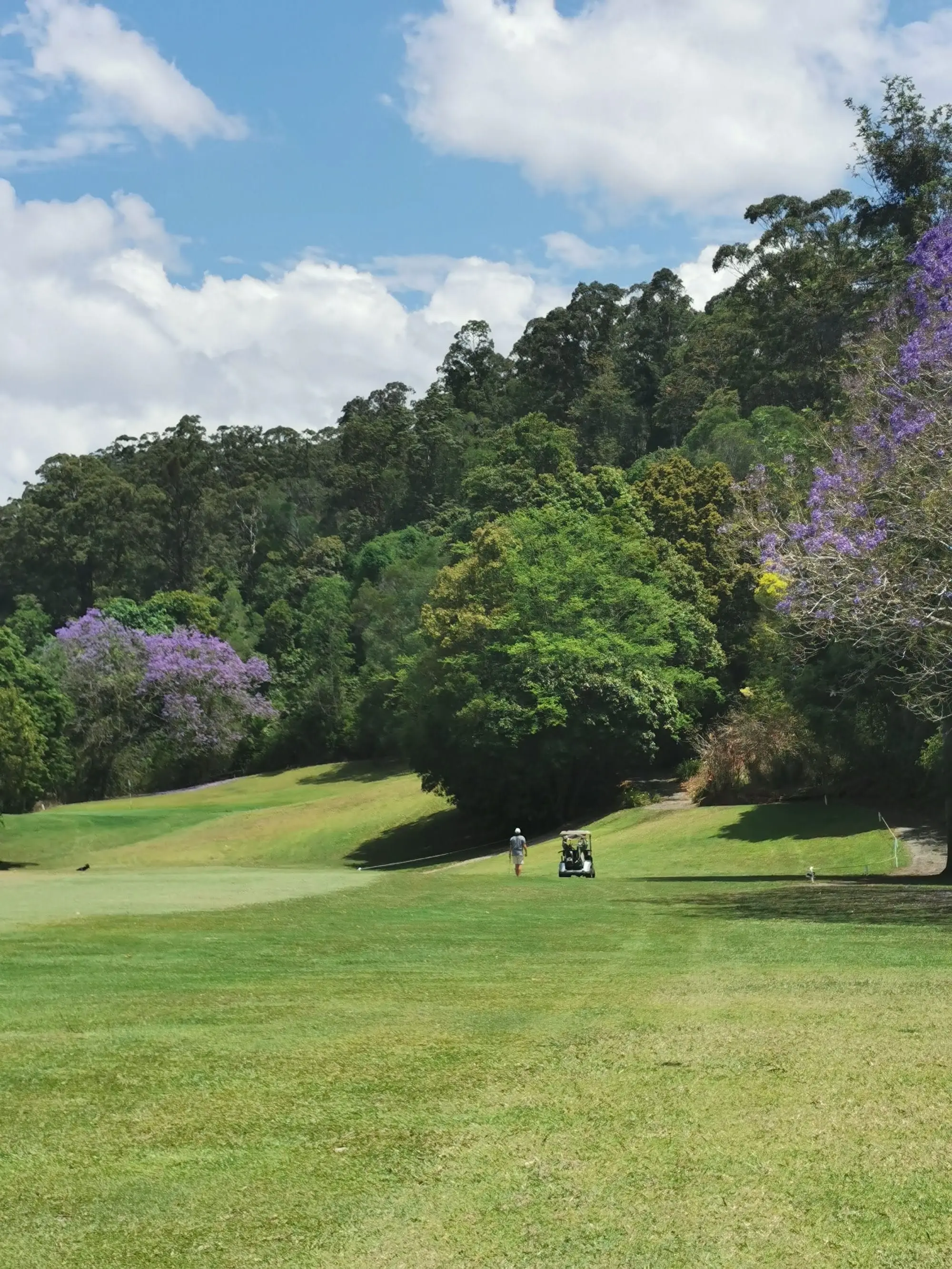 Golfers on a fairway beside flowering jacaranda trees and green hillside