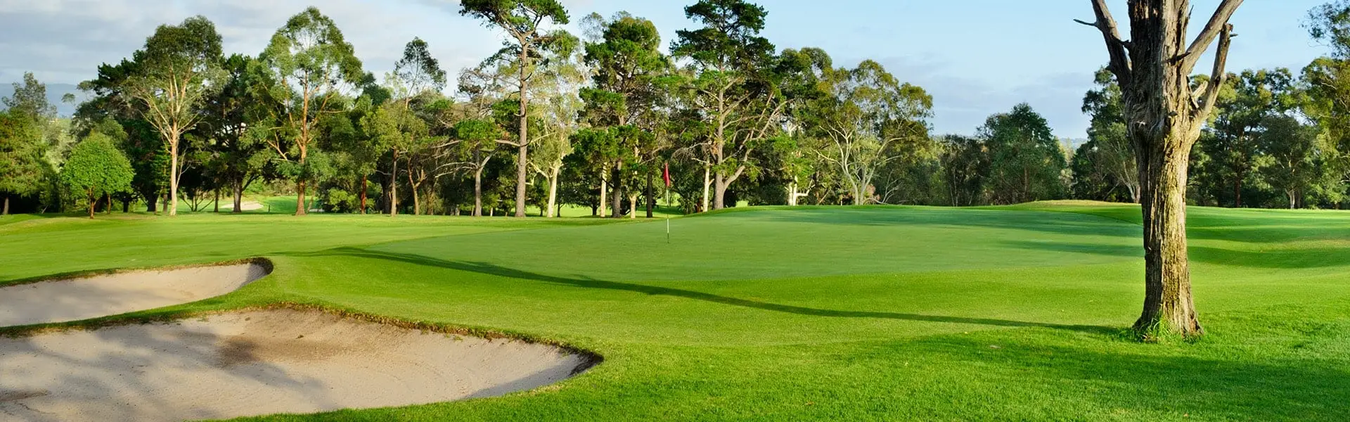 Green and bunker framed by mature gum trees