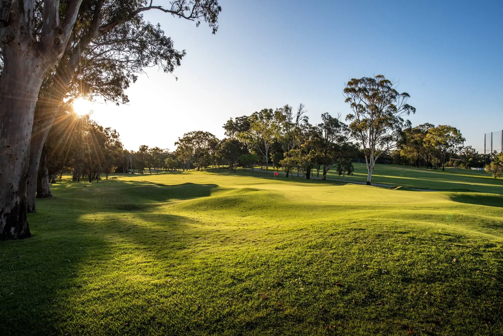 Late sun over a rolling fairway lined with gum trees