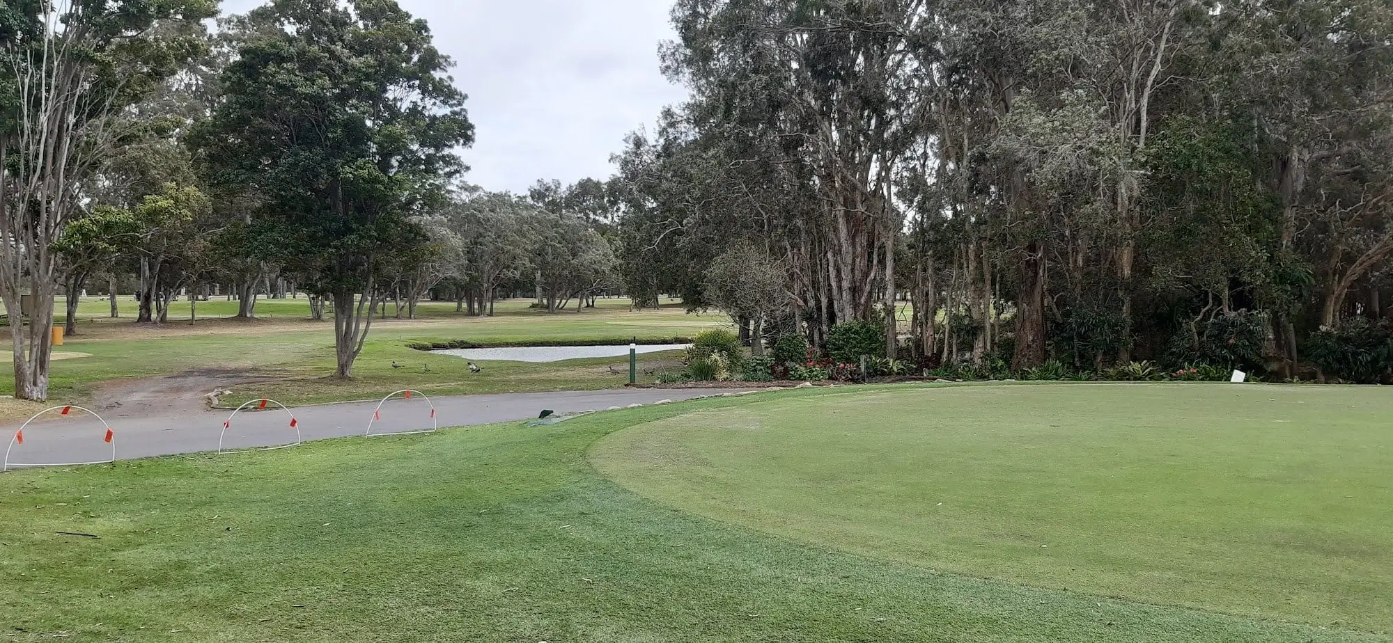 Tee box and fairway under tall trees