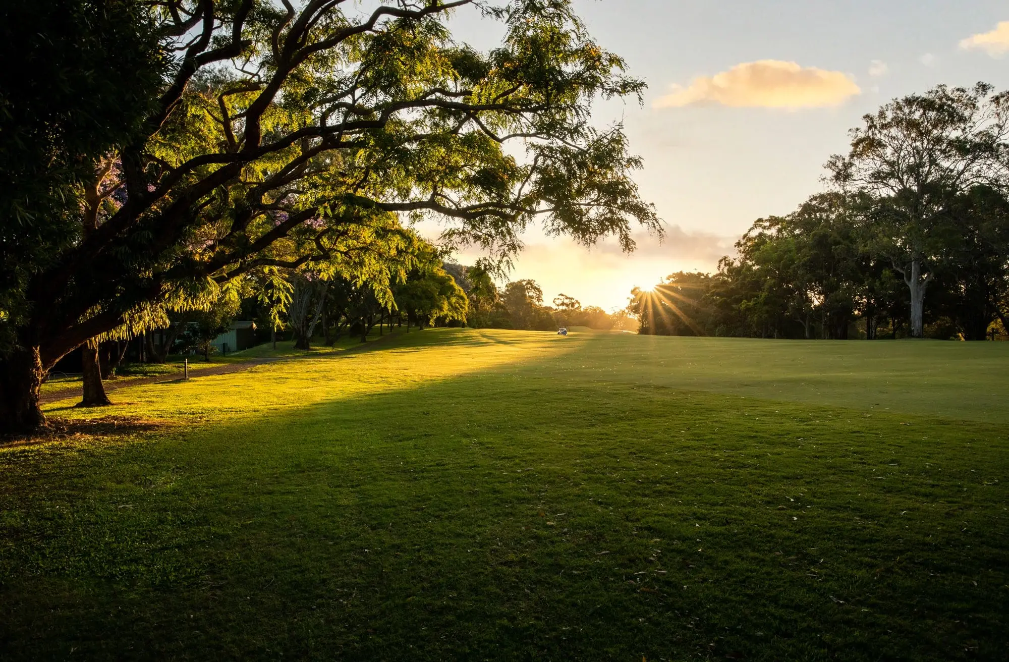 Fairway beneath a large spreading tree in warm evening light