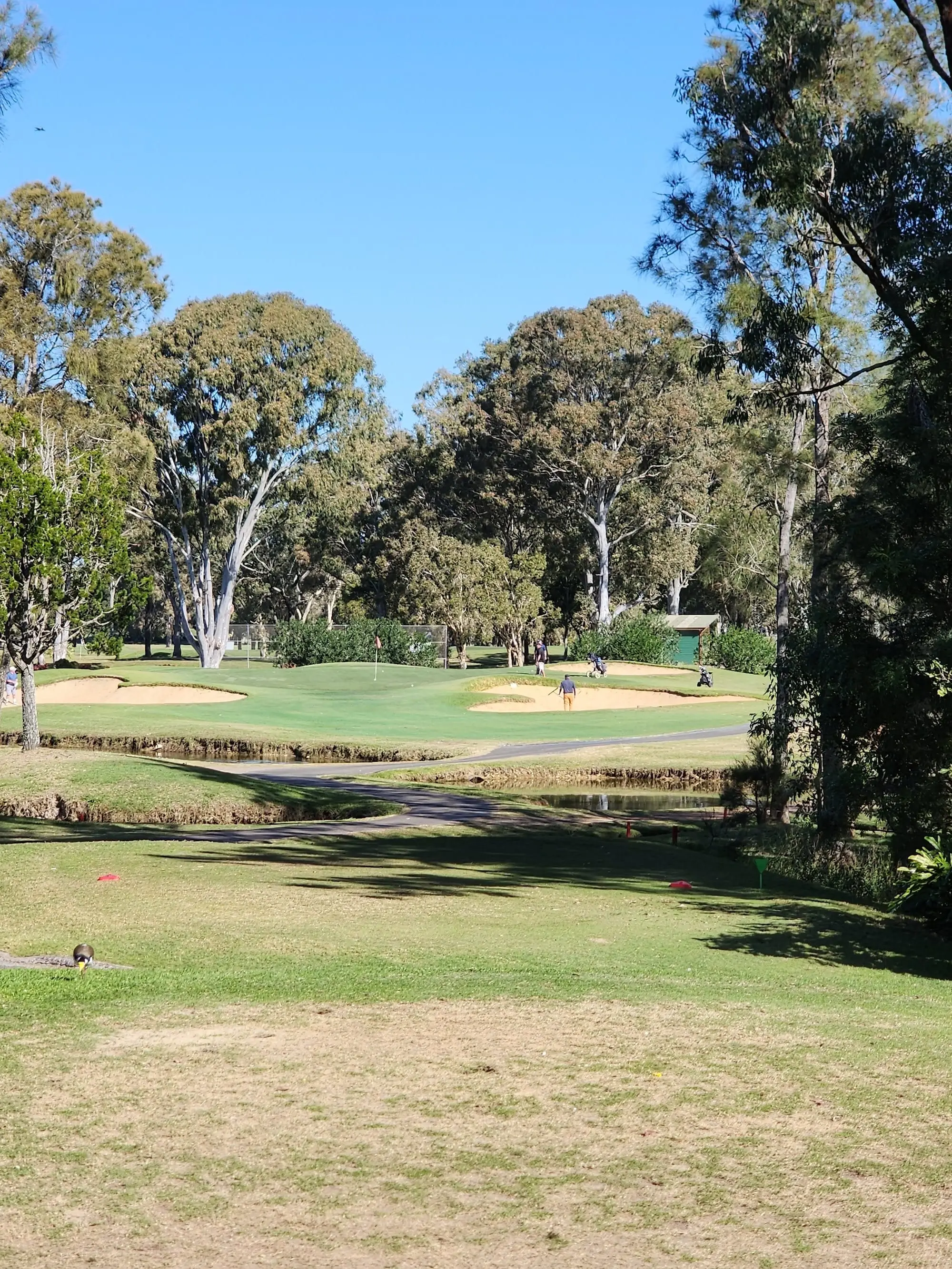 Green with bunkers beside a creek and tall gums