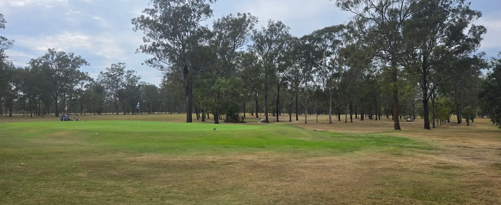 Green and fairway surrounded by tall gum trees
