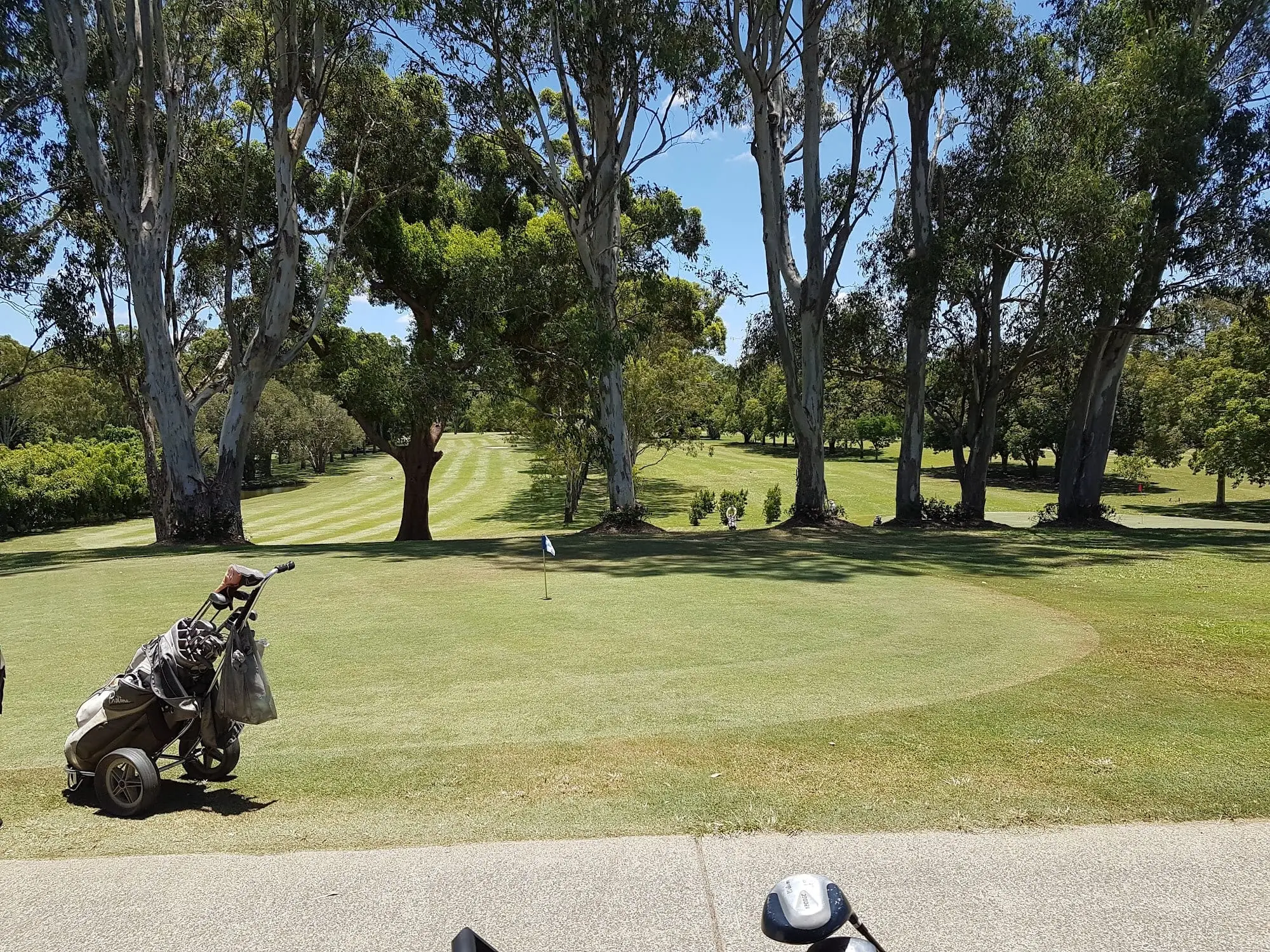 Putting green with flag among tall eucalypts on a sunny day