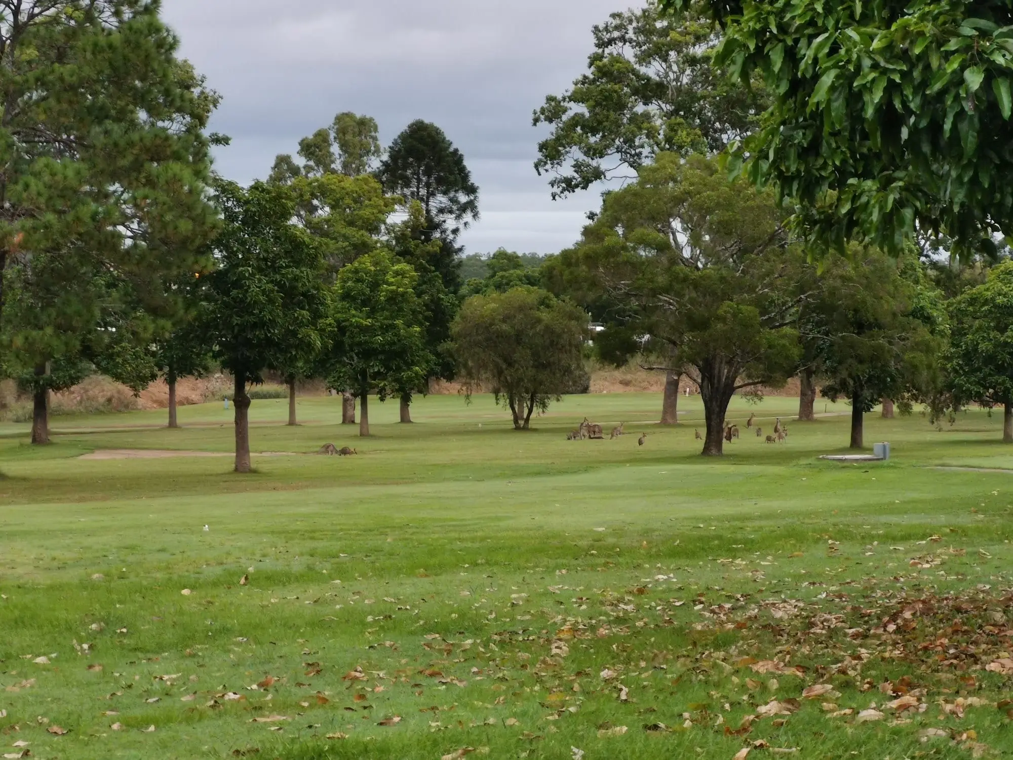 Fairway with scattered trees and kangaroos in evening light