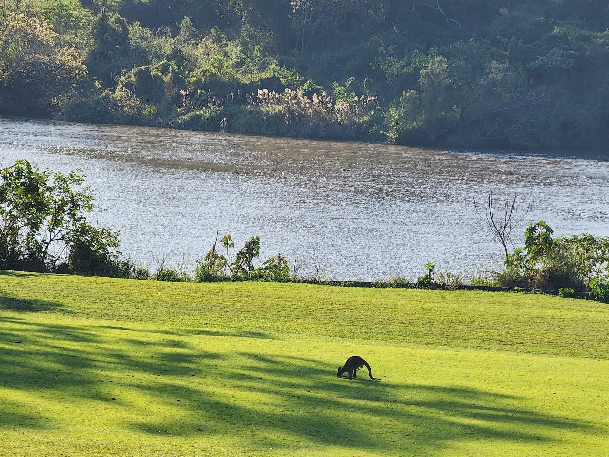 Fairway grass sloping to the river with a kangaroo