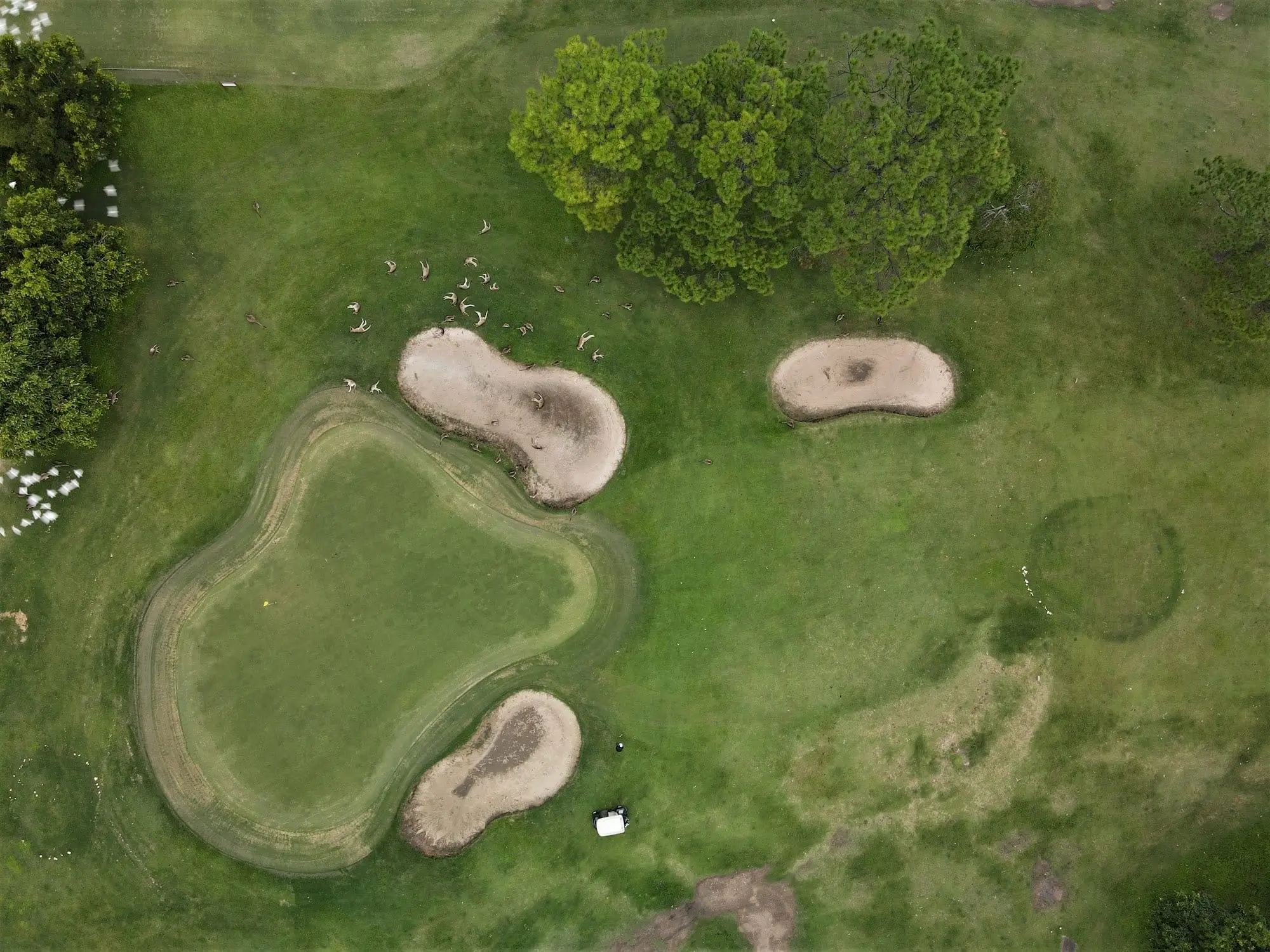 Overhead view of a green with bunkers